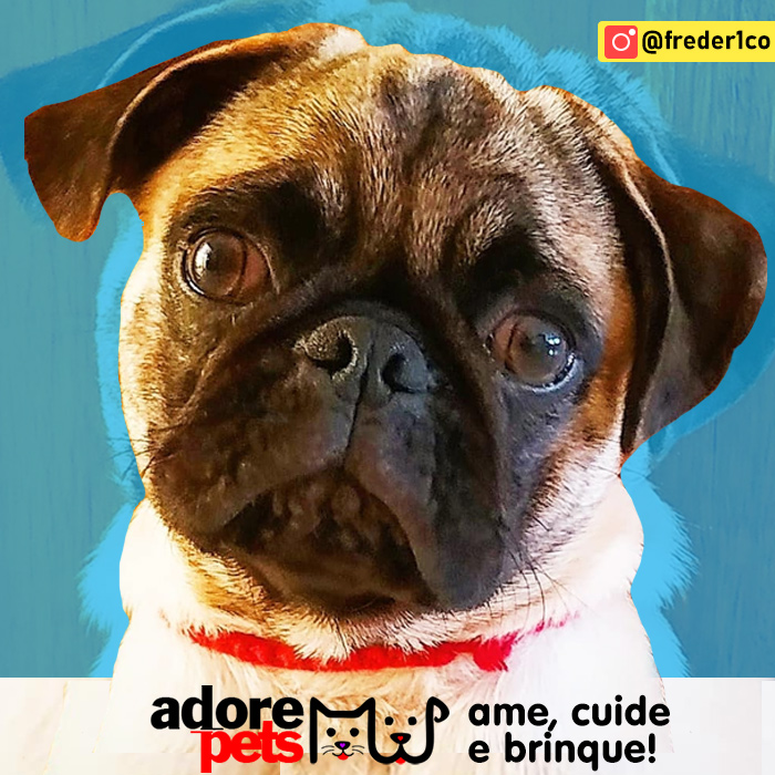 Adore Pets - Ame, cuide e brinque!