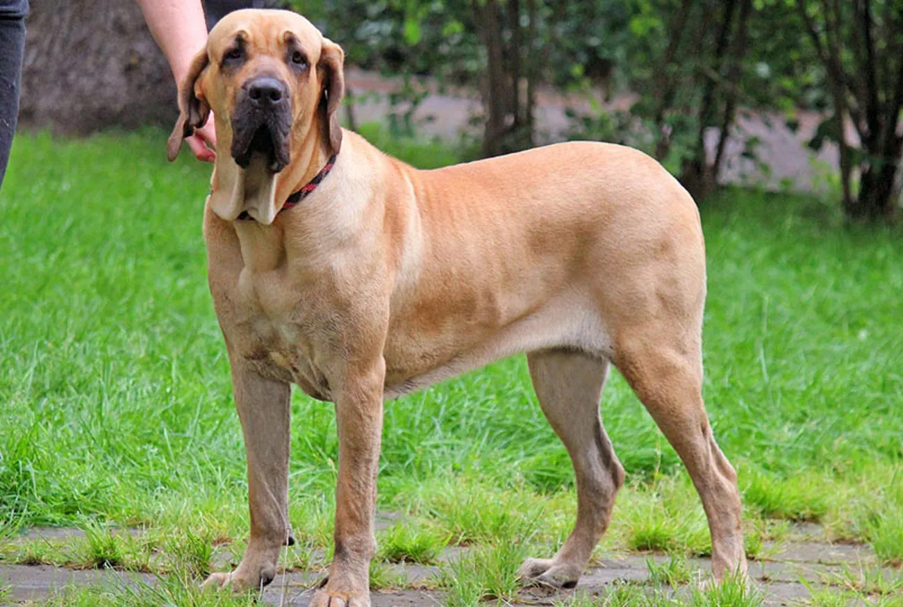 The secret to a strong and healthy Fila Brasileiro dog