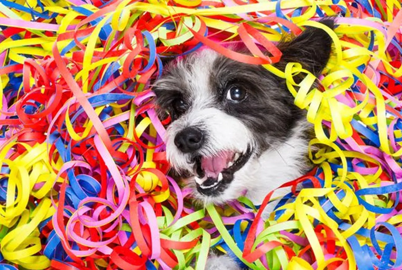 Pets no Carnaval: cuidados para uma festa segura e divertida!