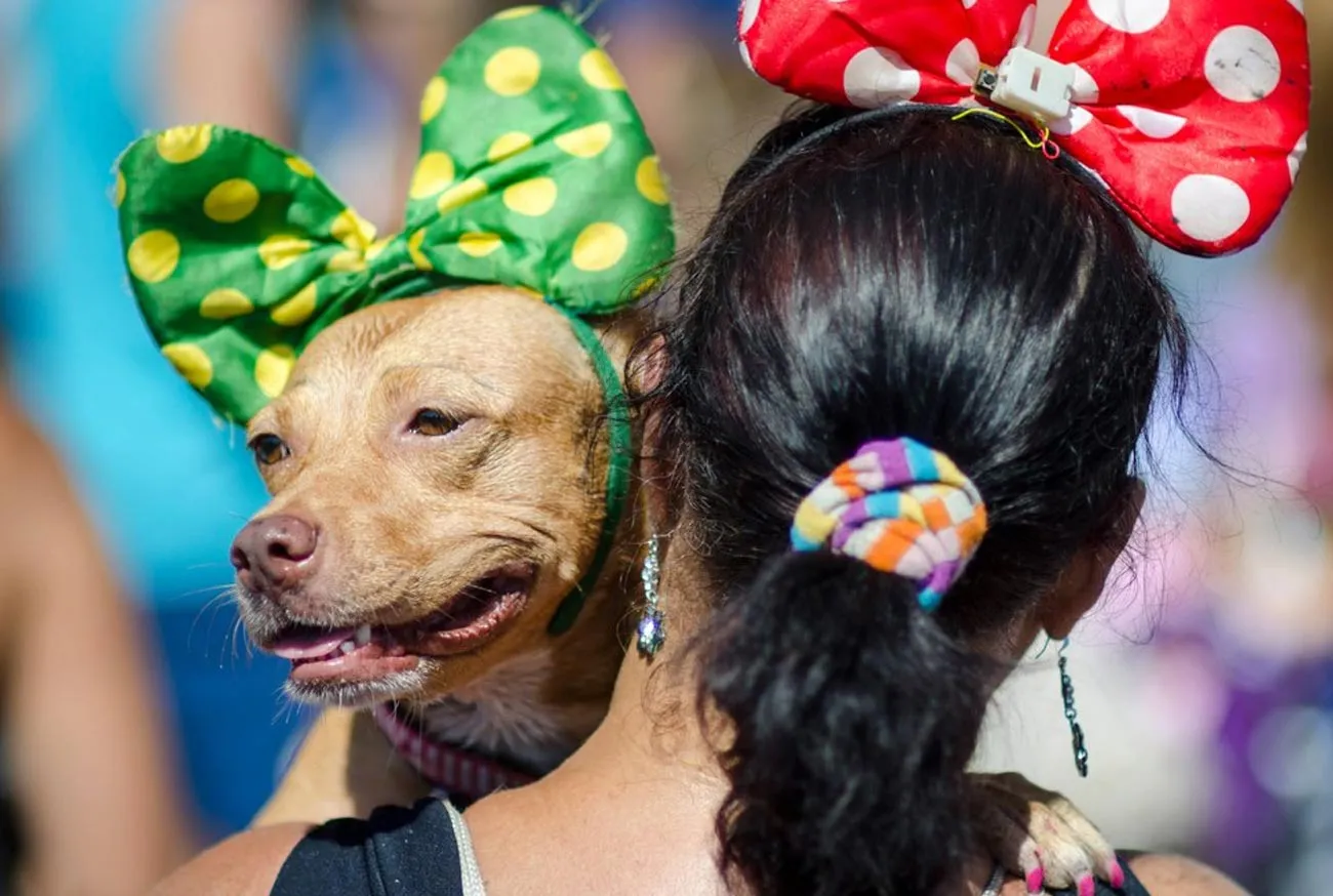 Pets during Carnival: Tips for a safe and fun celebration!