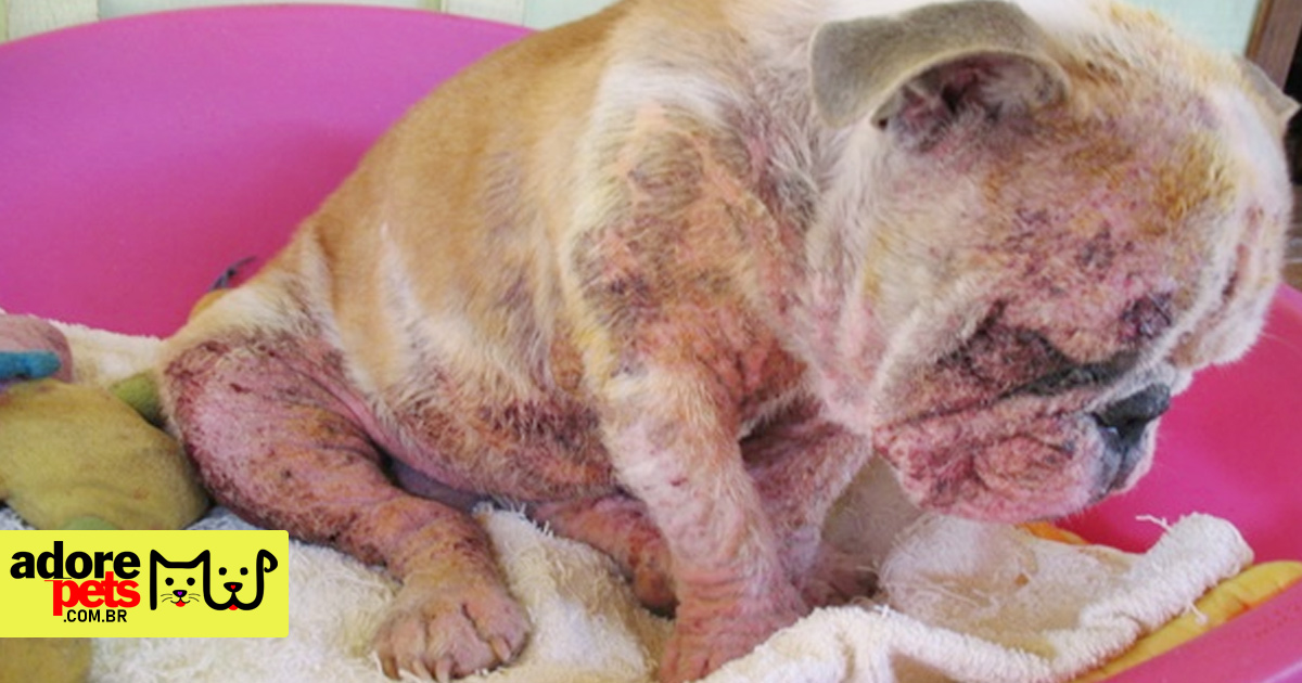 Mange in Cats and Dogs: Meet Sarcoptic and Demodectic Mange