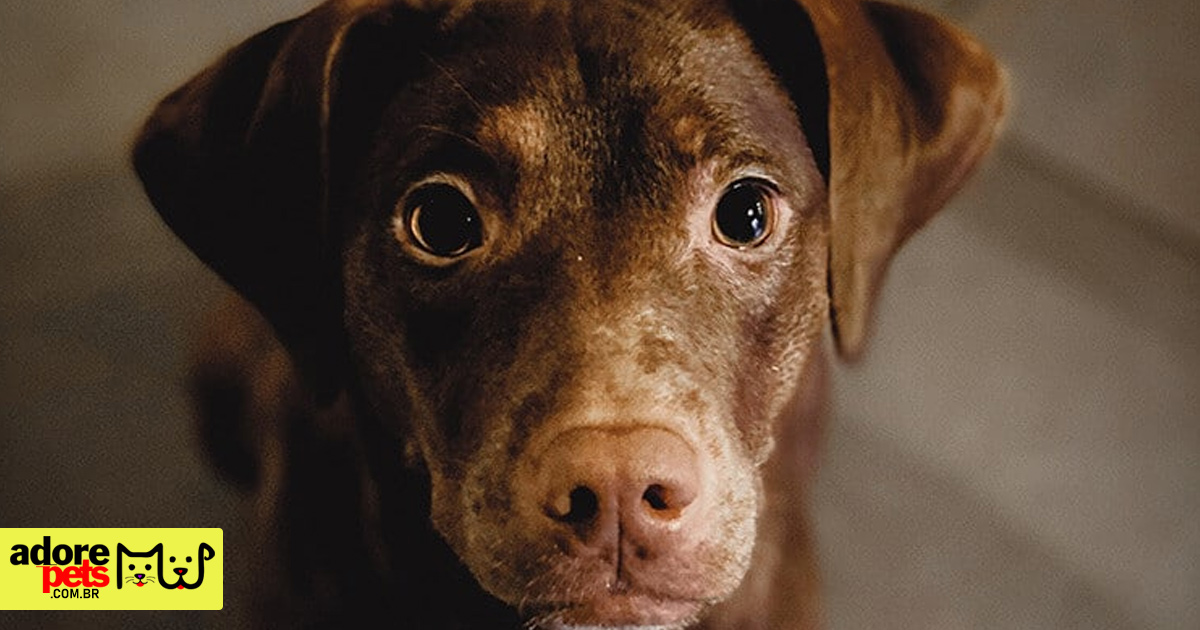 Alergias em Cachorros e Gatos: Causas, Sintomas e Tratamentos