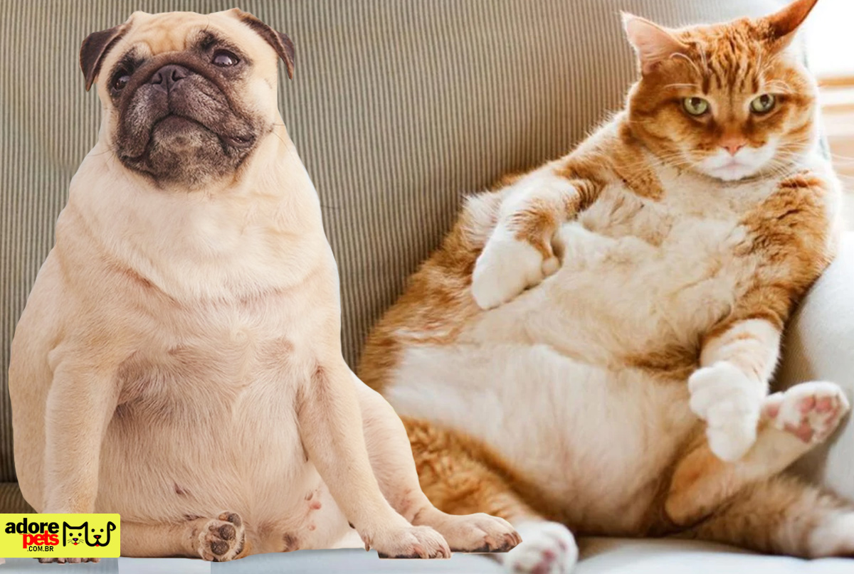 Pet Obesity: Necessary care to maintain health