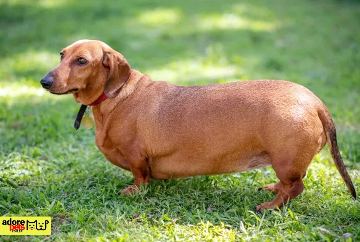 Pet Obesity: Essential Care for Maintaining Health