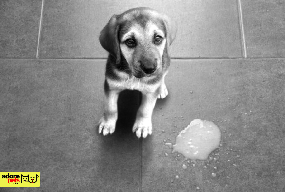 Saiba como manter a saúde digestiva do seu cão