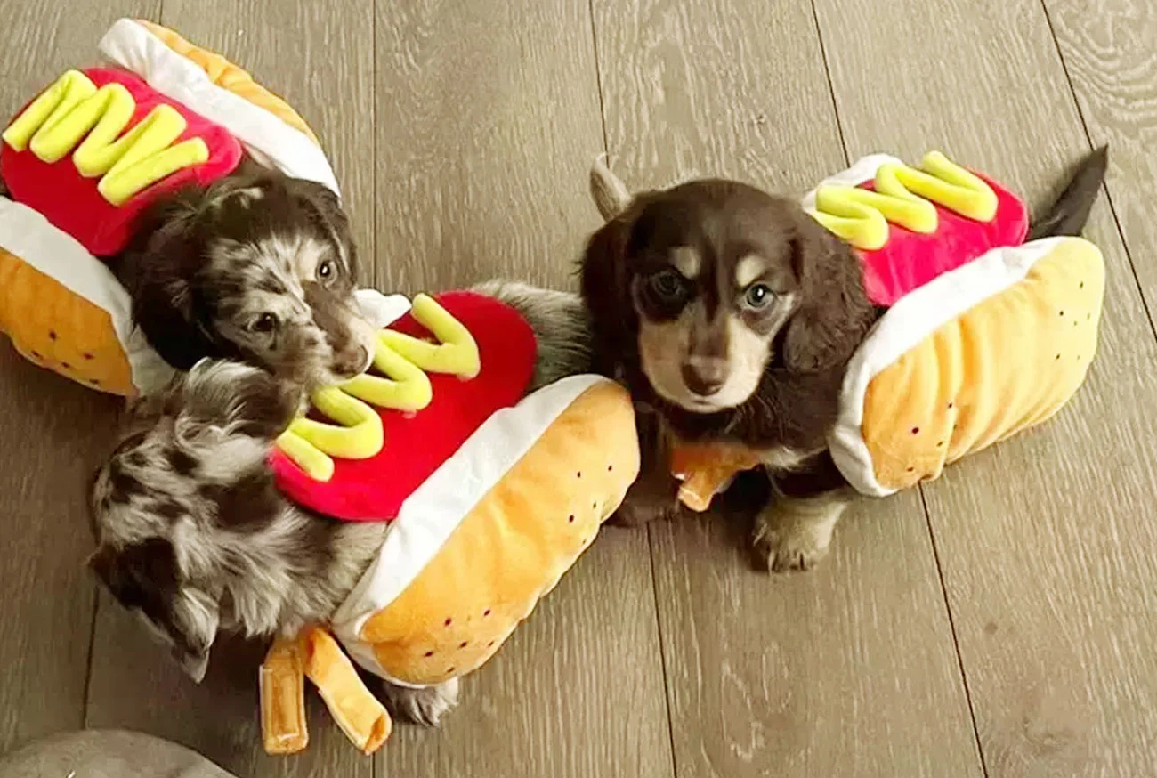 Food-inspired Dog Names: Creativity and cuteness