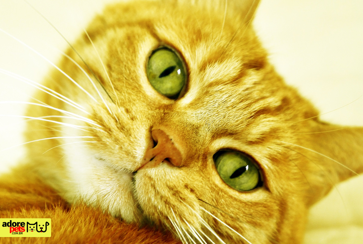 The 20 most popular cat names