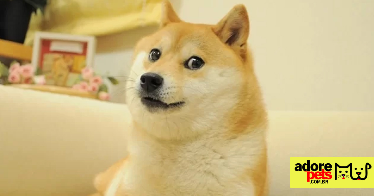 Kabosu do meme DOGE da Degecoin está muito doente