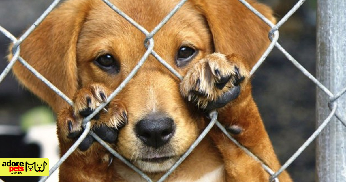 Câmara  aprova Lei de adoção de animais e combate ao abandono