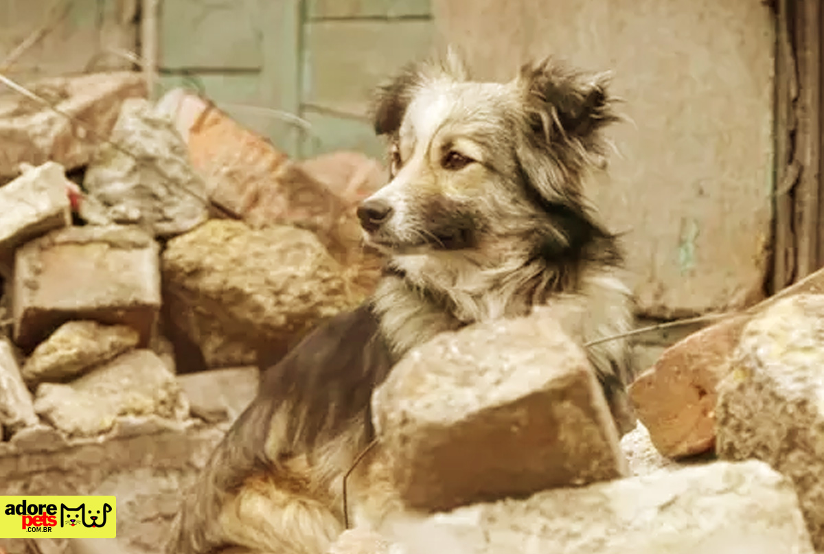 The suffering and abandoned life of a pet in war