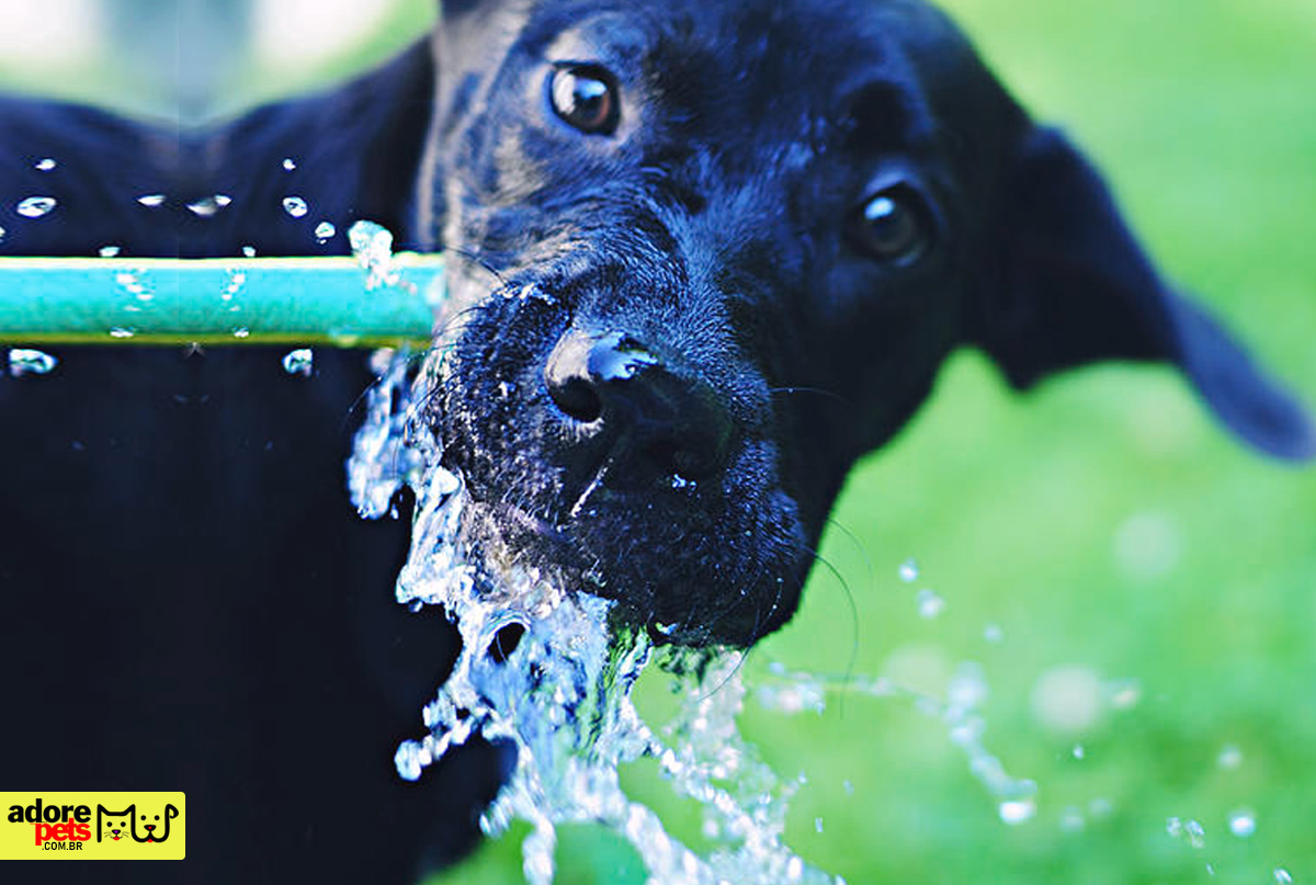 Guia: Protegendo nossos animais de estimação da onda de calor