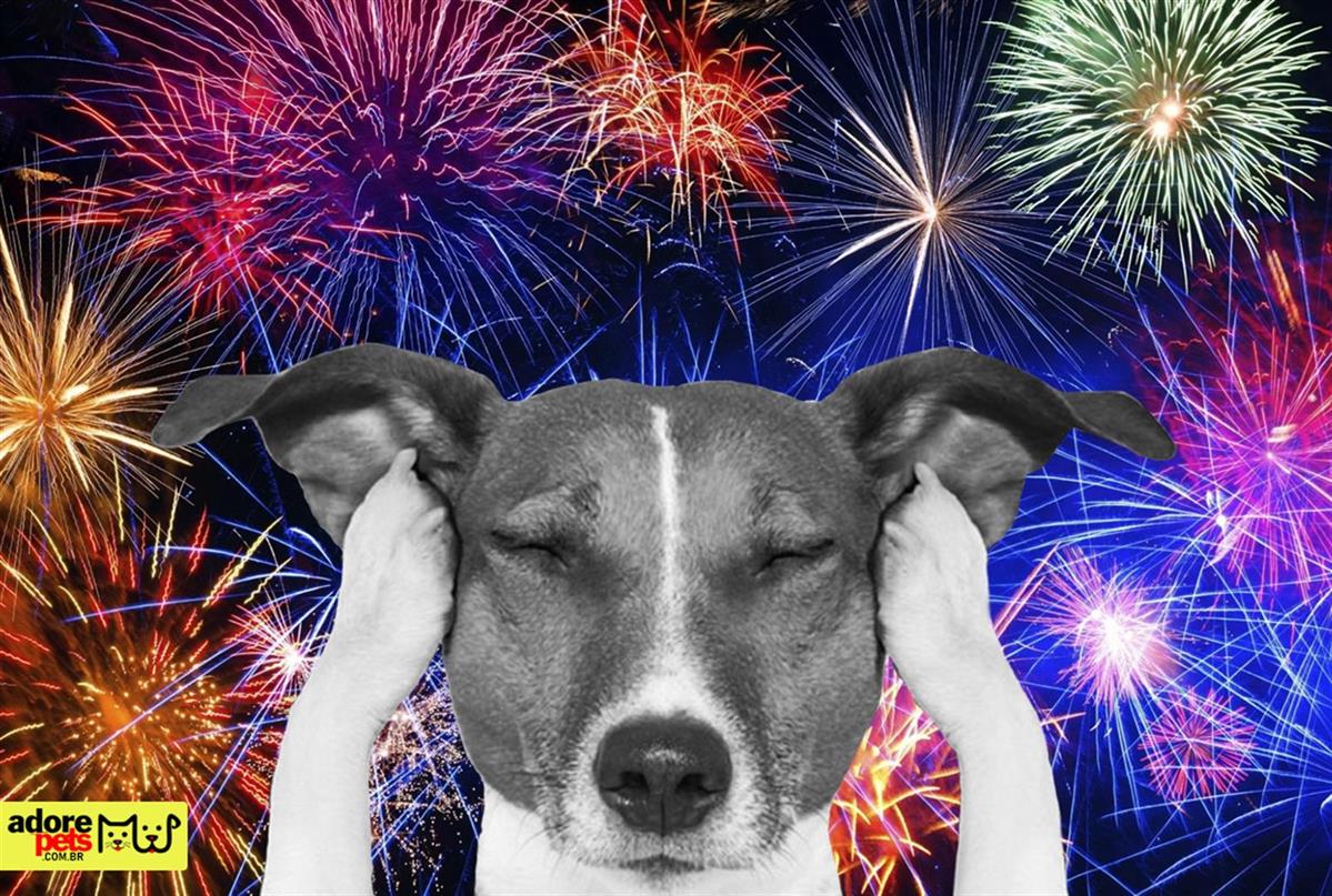 The Dangers of Fireworks for Pets