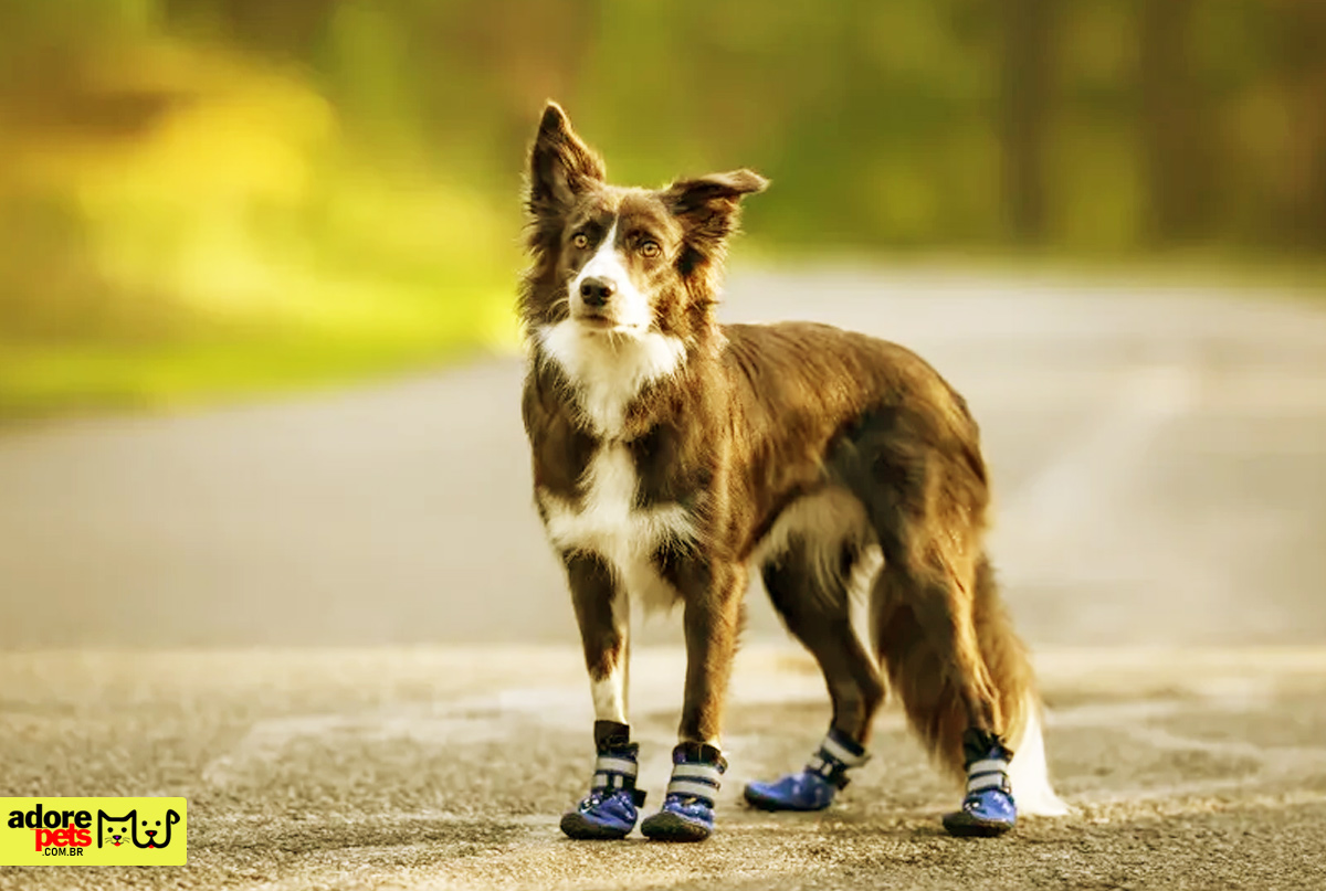 10 tips for a pleasant walk with your dog on hot days