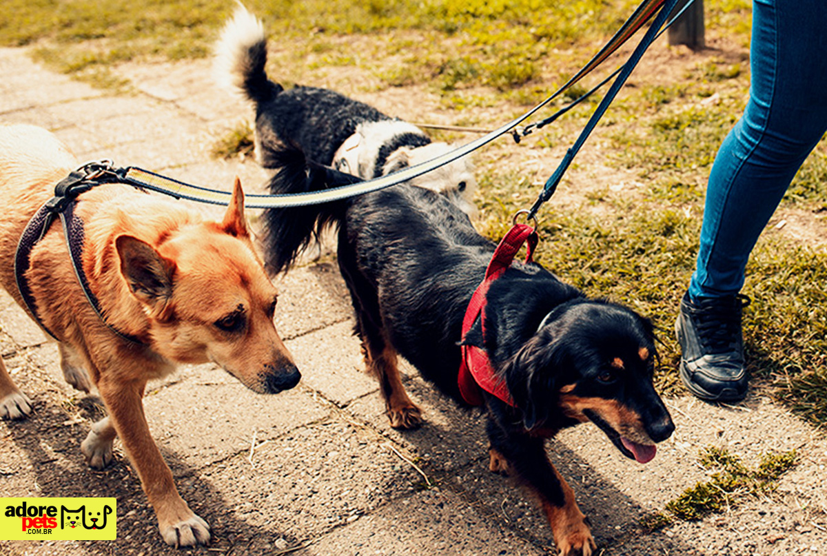 10 tips for a pleasant walk with your dog on hot days