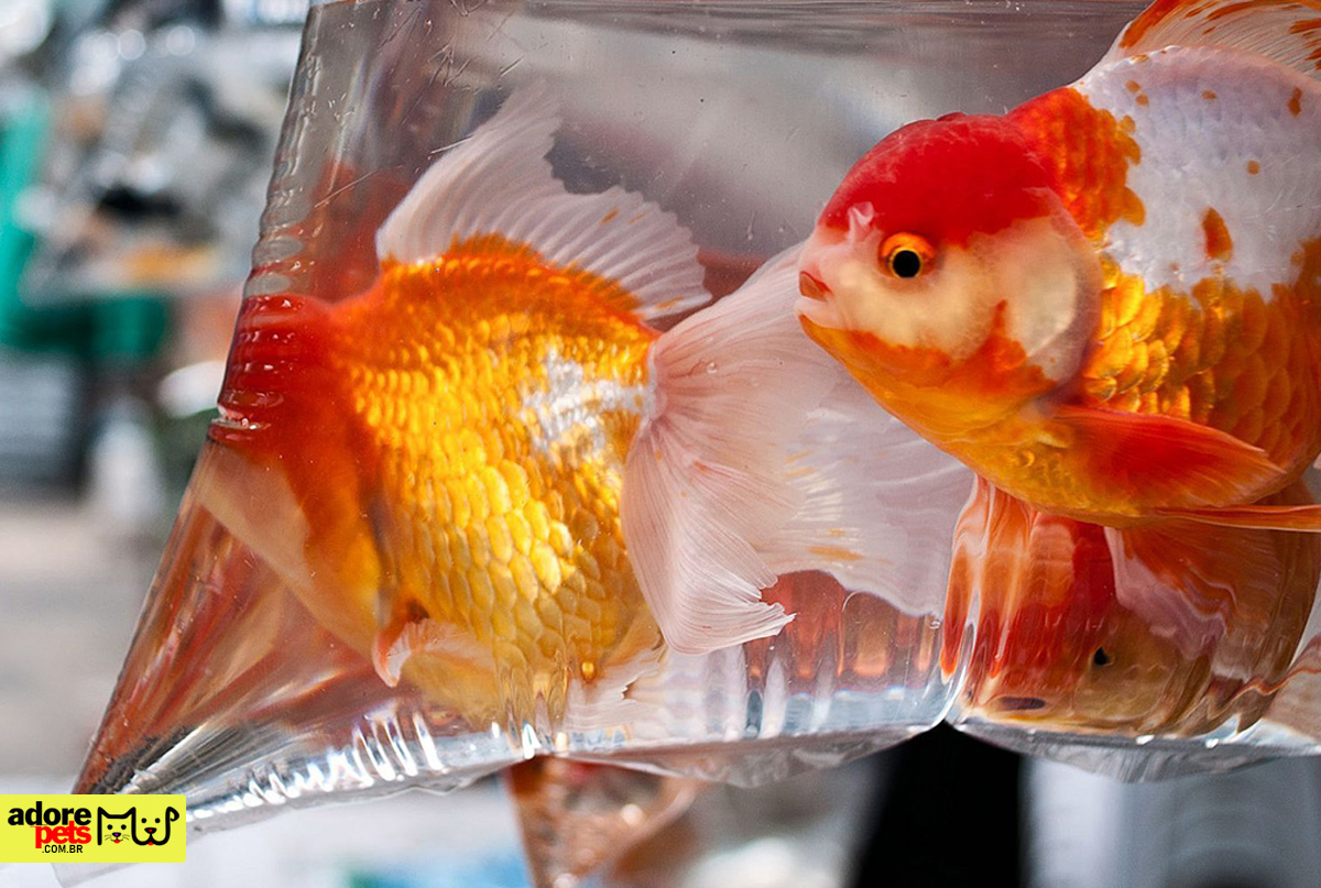 Kinguio Ryukin and the world millionaire trade in colored fish