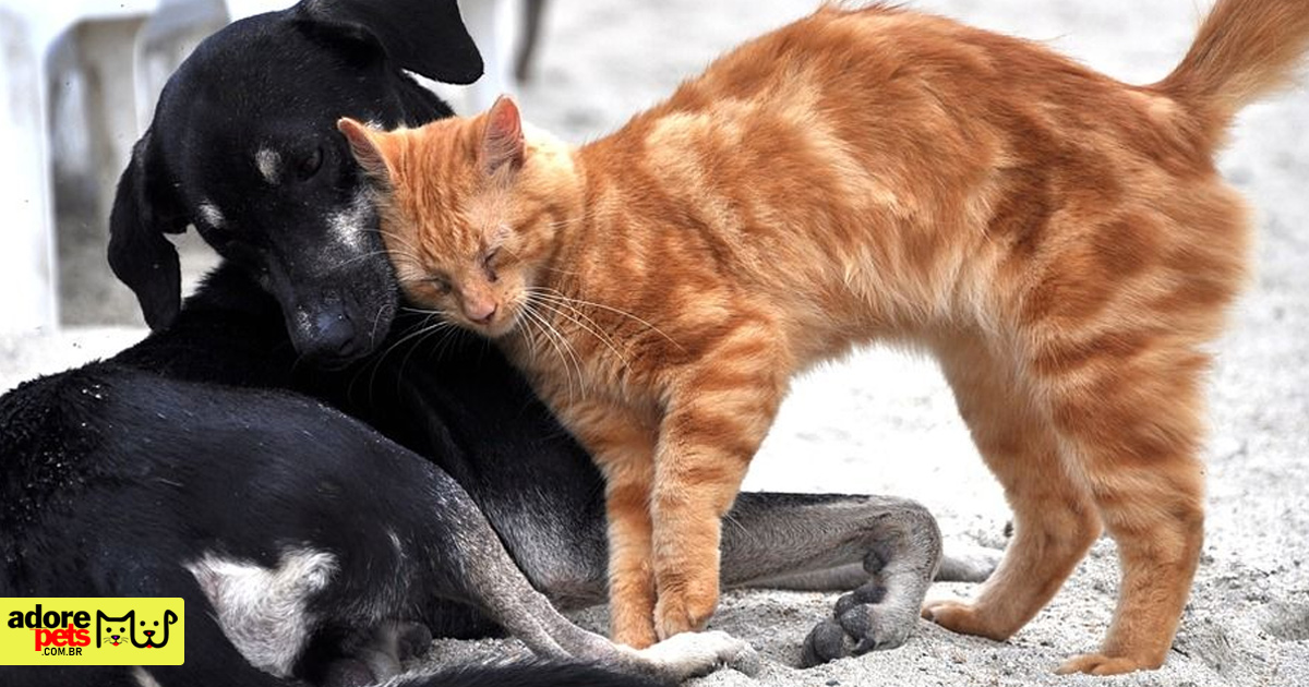 Programa Estadual de Resgate Animal ajuda cães e gatos de rua em Minas