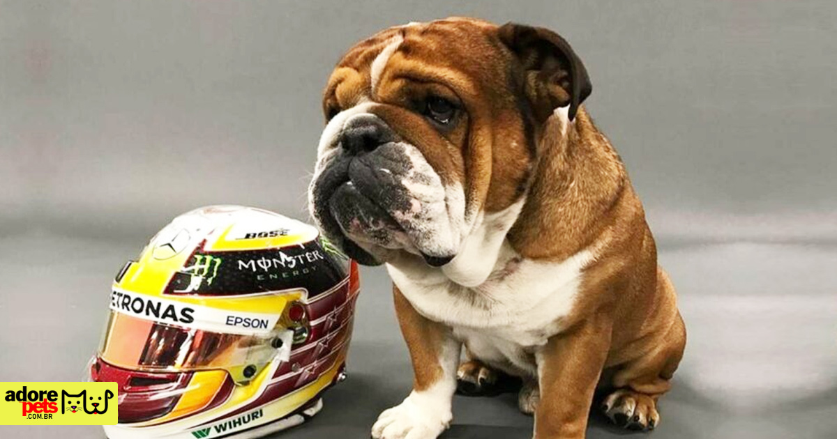 Meet Roscoe, Lewis Hamilton's adorable English Bulldog