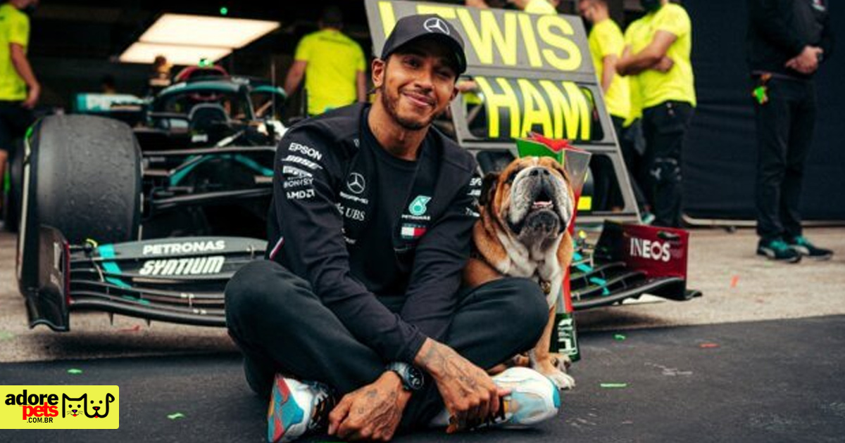 Meet Roscoe, Lewis Hamilton's adorable English Bulldog