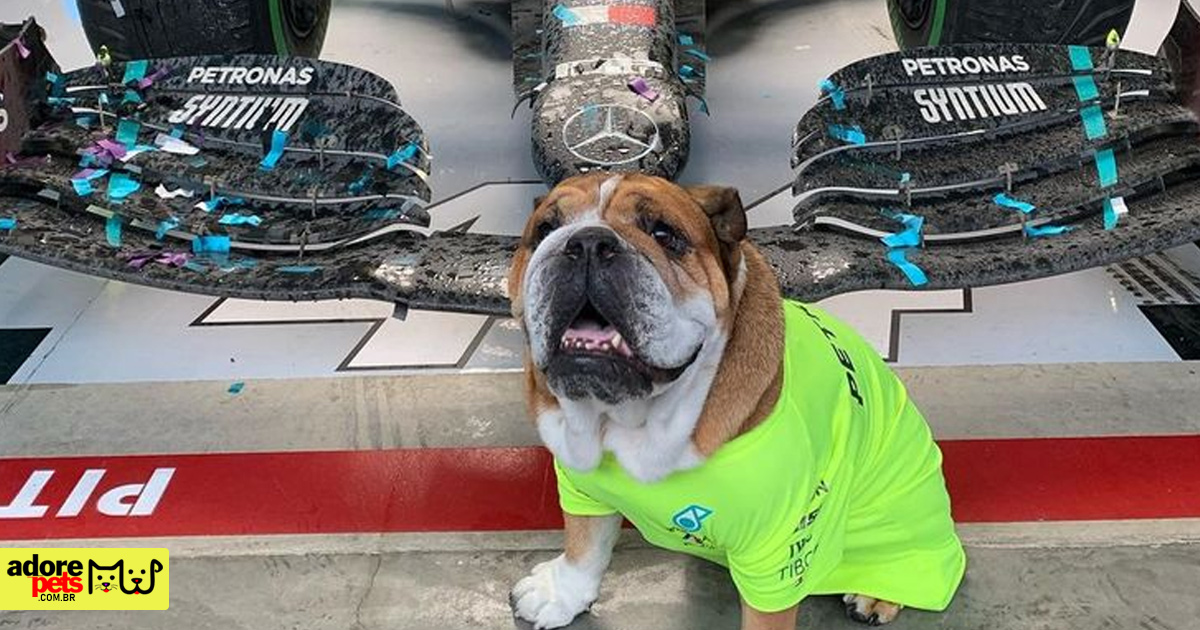 Meet Roscoe, Lewis Hamilton's adorable English Bulldog