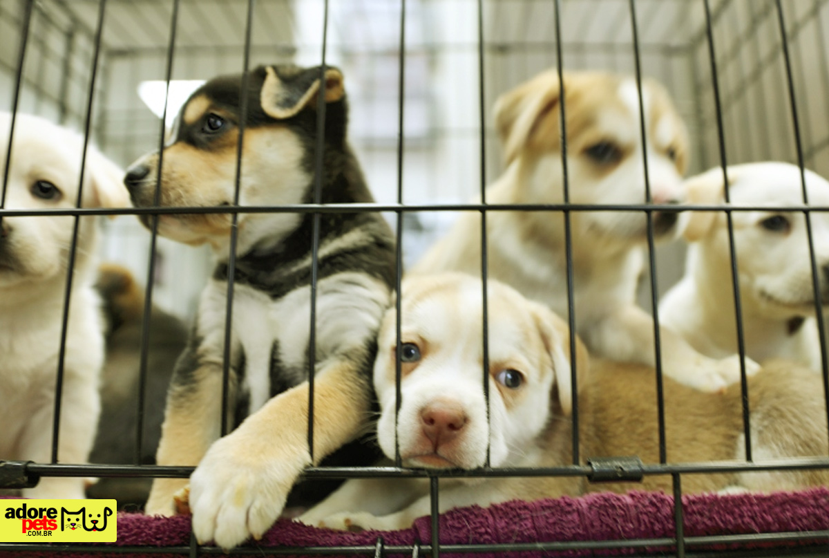 Alesp approves ban on the sale of animals in Pet Shops in São Paulo