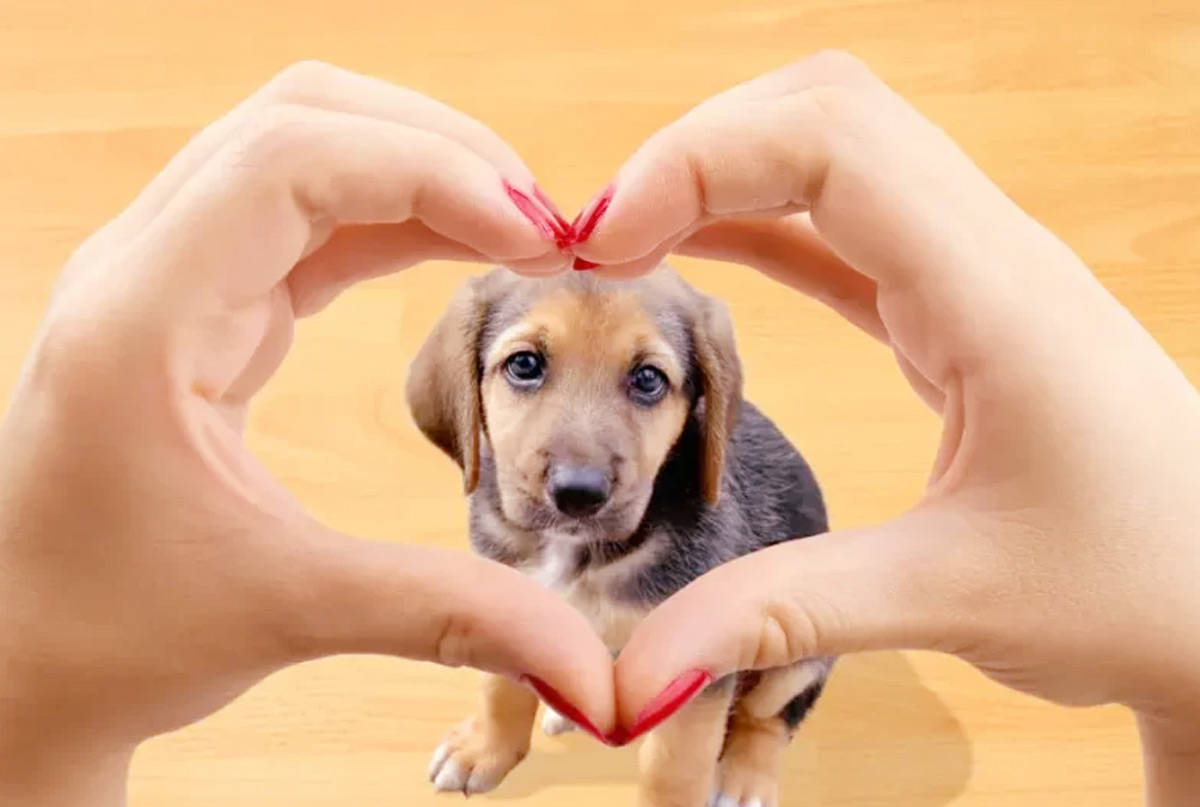 Celebre o Dia Mundial dos Animais em 4 de outubro!