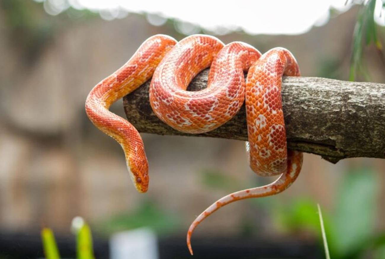 Corn Snake