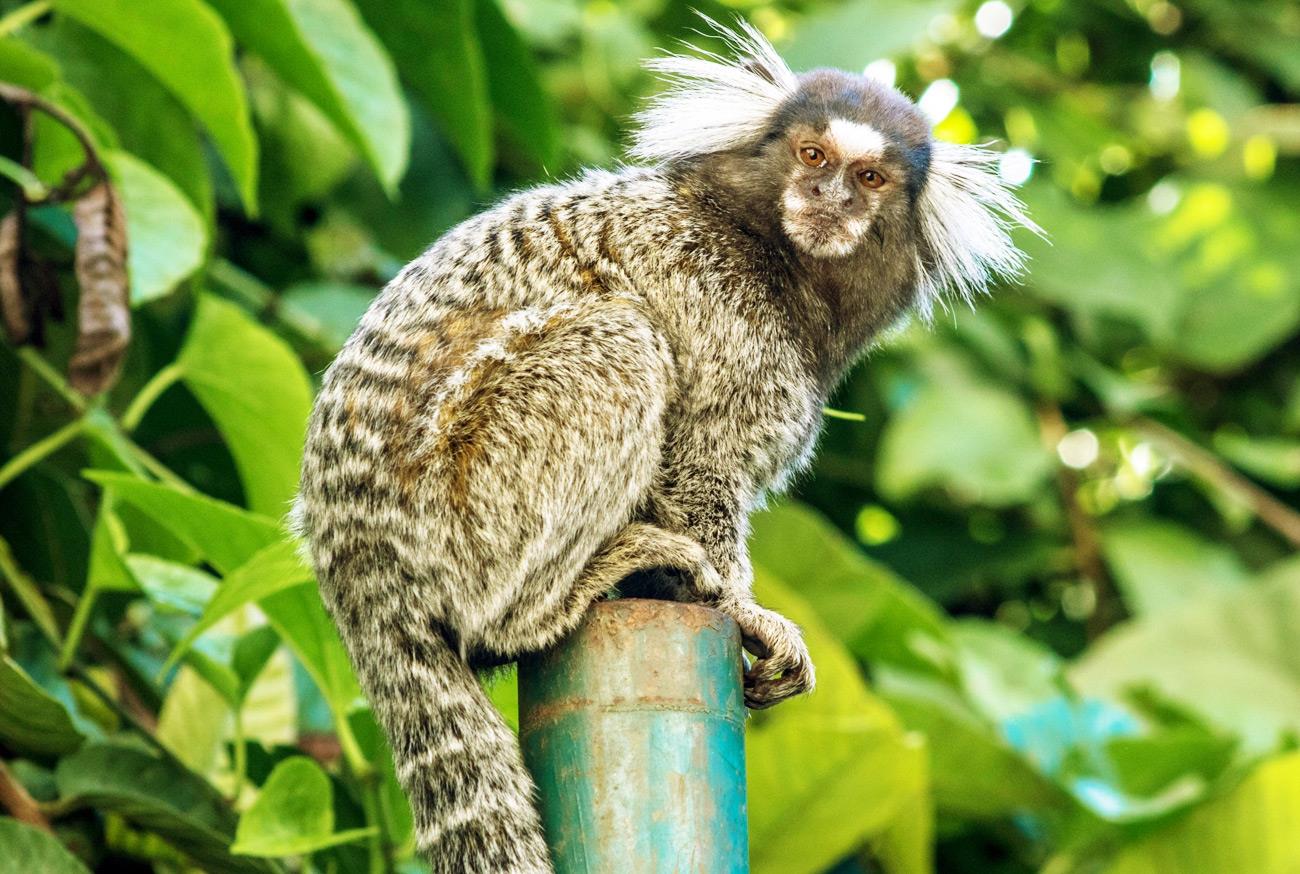 Marmoset Monkey - Sagui