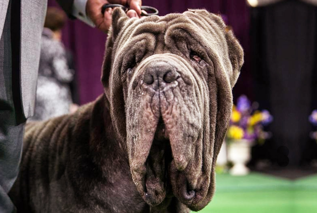 Conheça o Mastim Napolitano: um cachorro enrugado fascinante