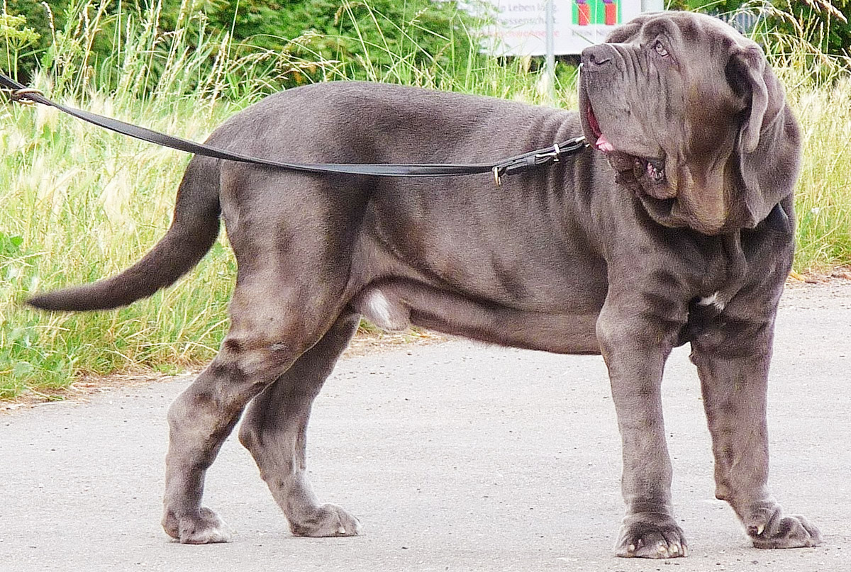 Meet the Neapolitan Mastiff: a fascinating wrinkled dog