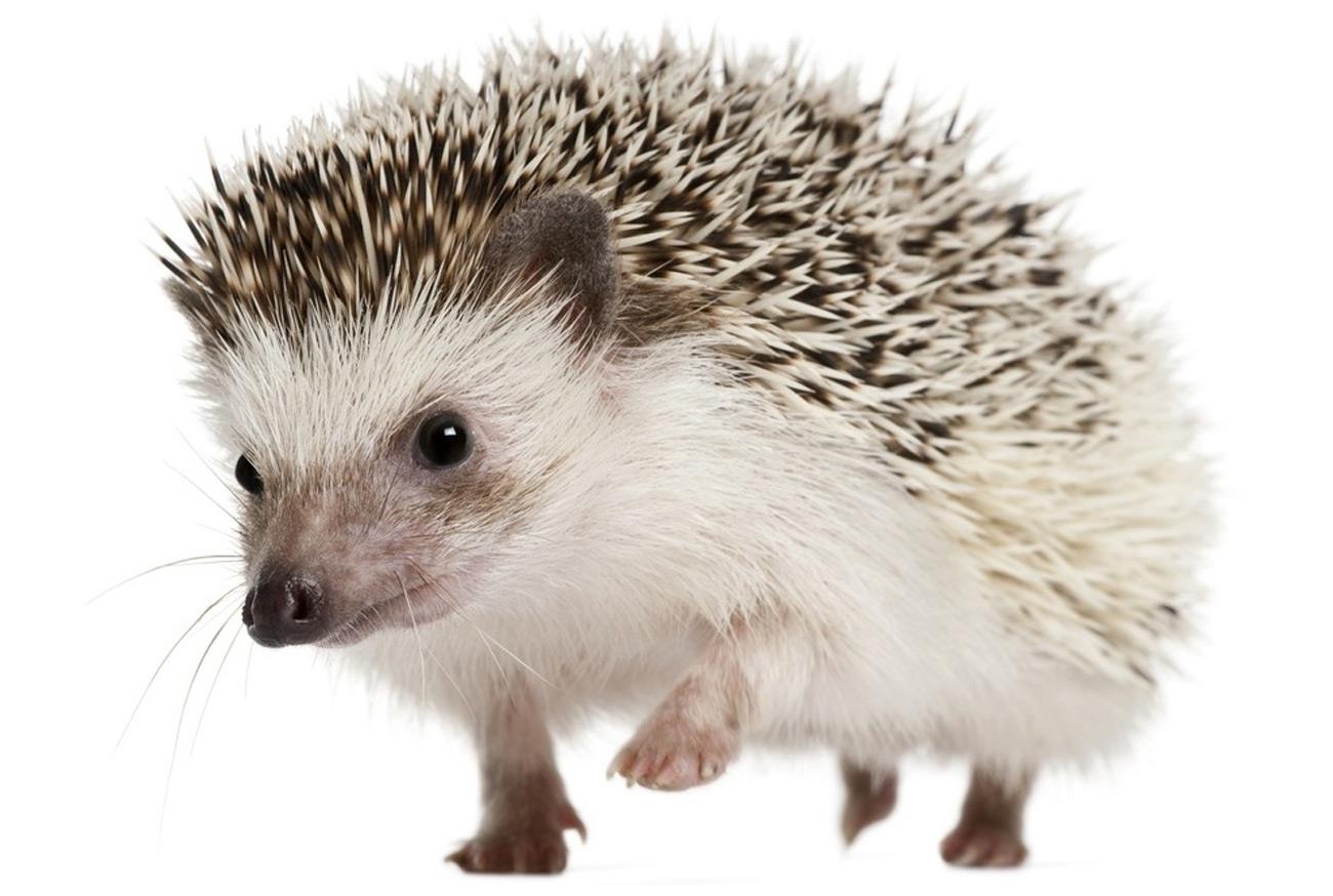 African Hedgehog