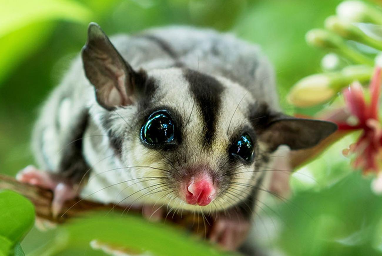 Sugar Glider