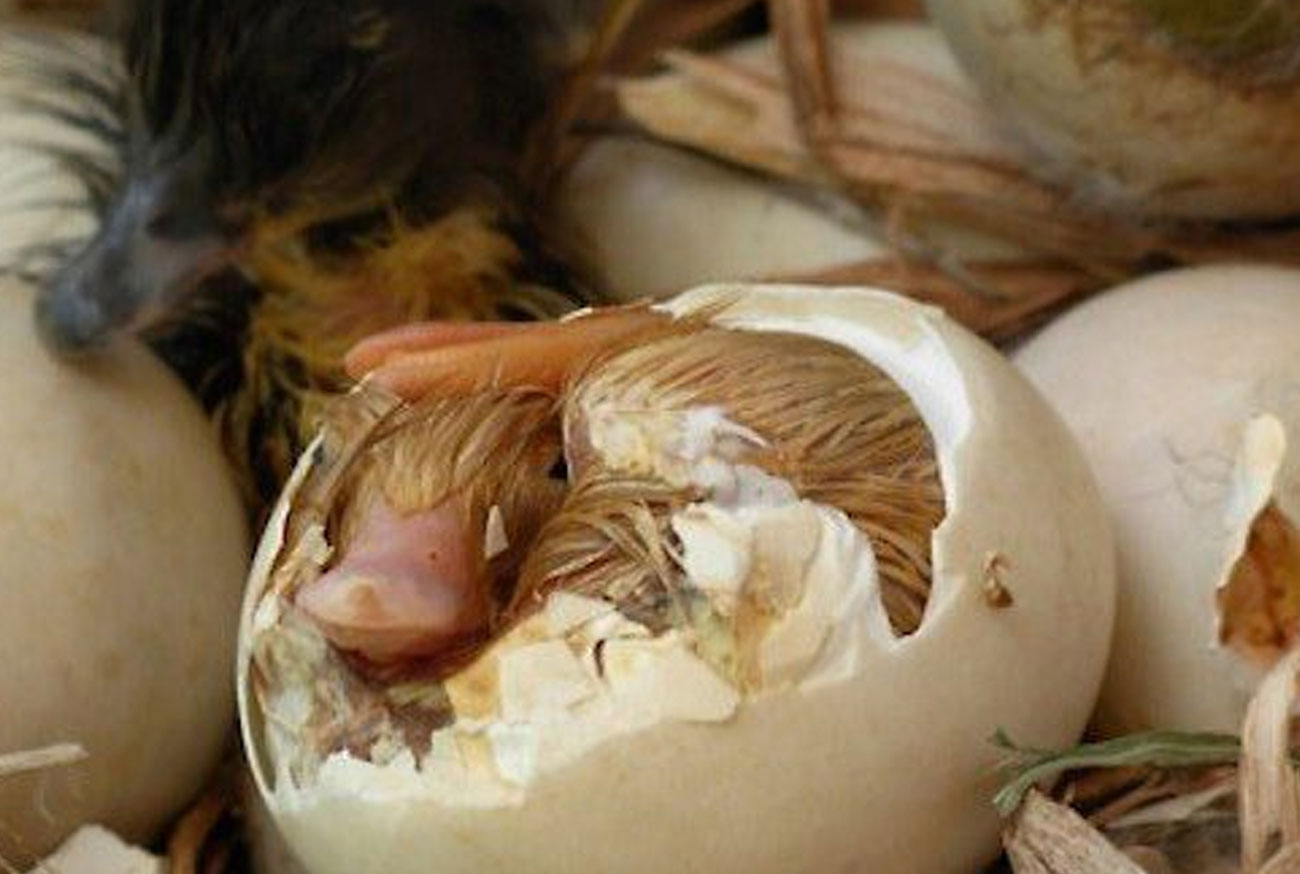 Animals that lay eggs: Discover the incredible oviparous creatures in the animal kingdom