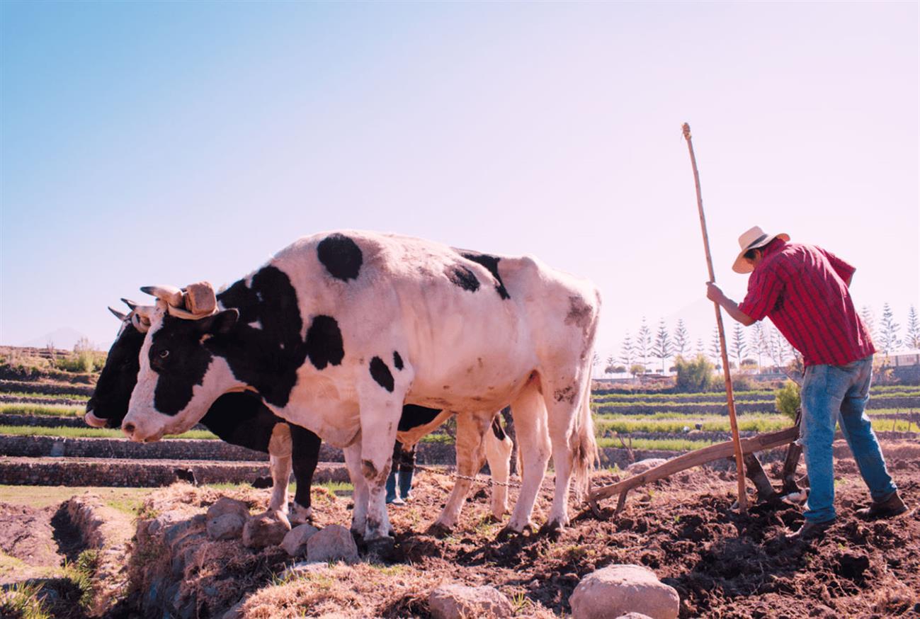 Animals and Labor Day: An essential partnership