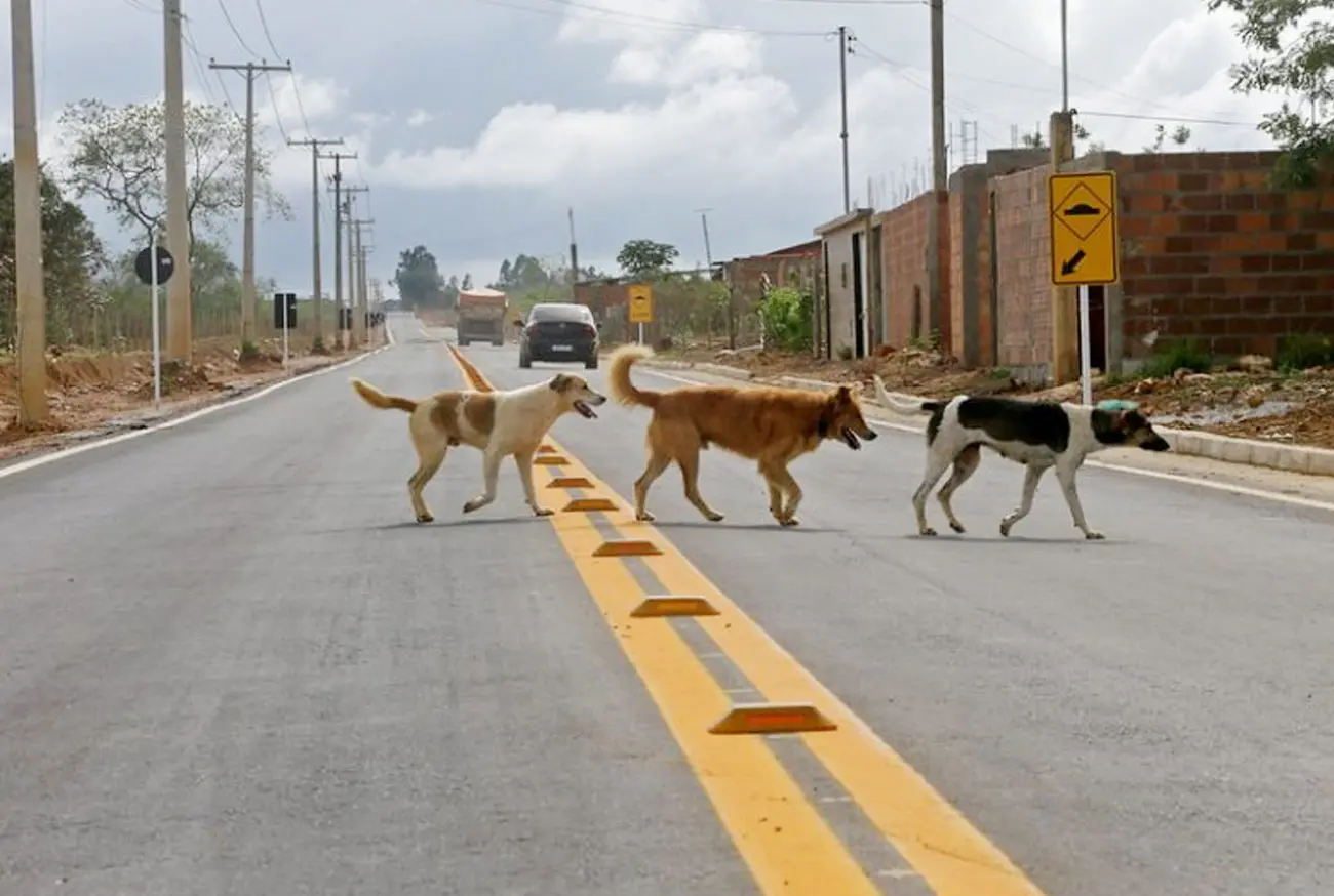 Cachorro solto na rua: de quem é a responsabilidade?