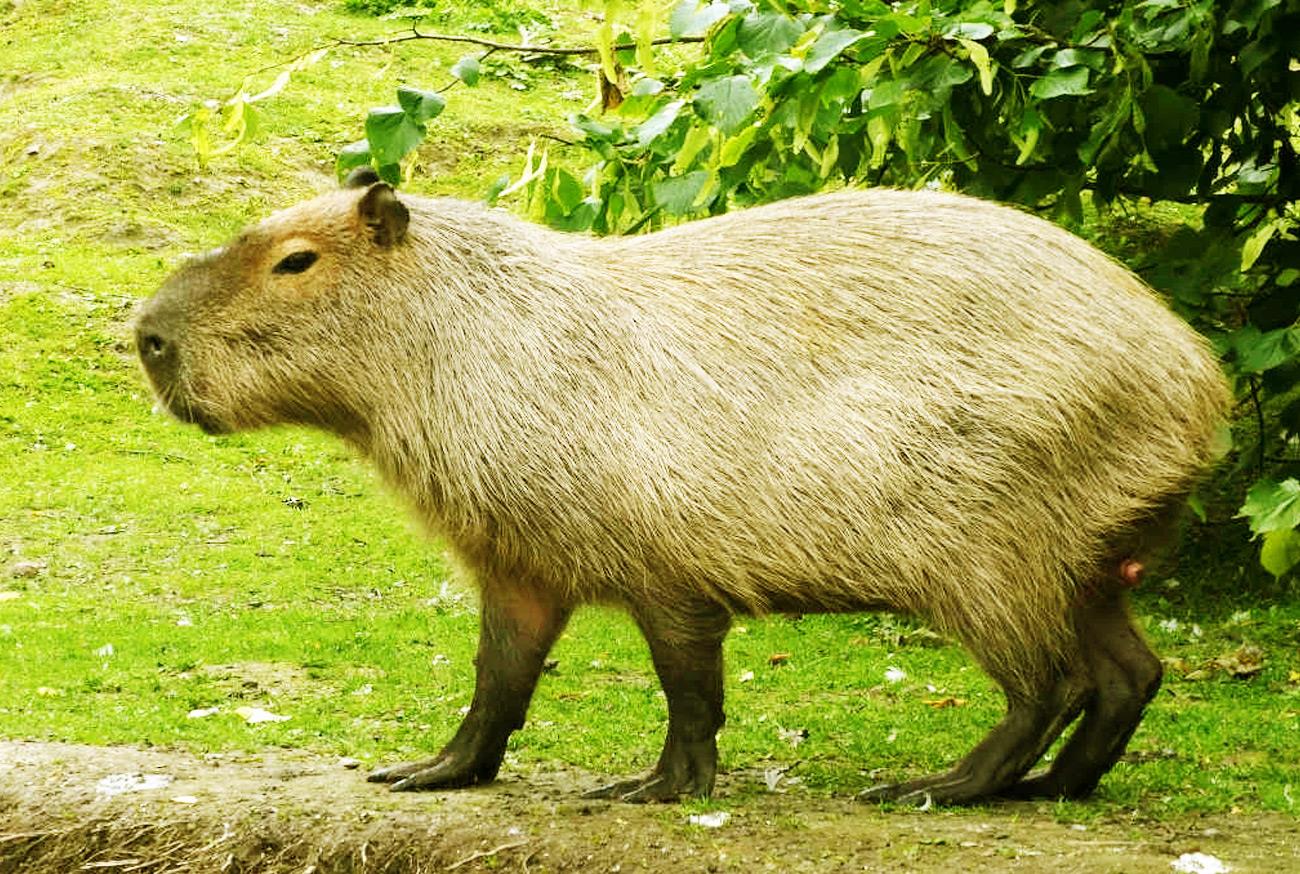 Capybara