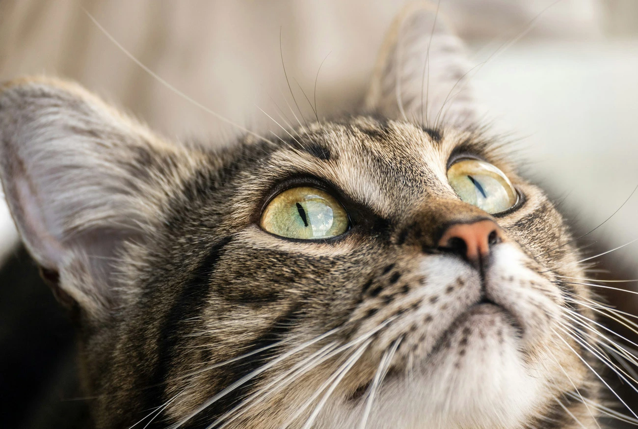 Cat Behavior: Unveiling the Mysteries of Your Beloved Feline