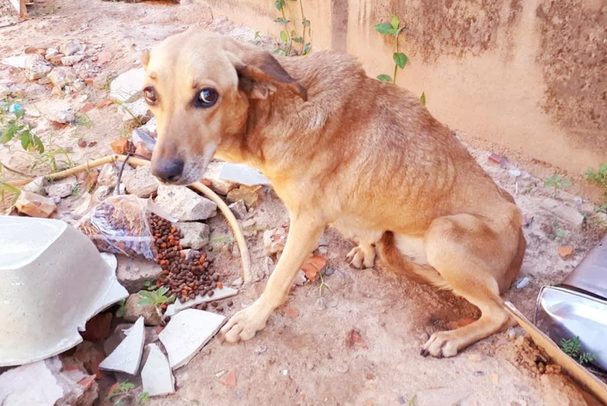 Dia Internacional do Animal Abandonado: Como fazer a diferença