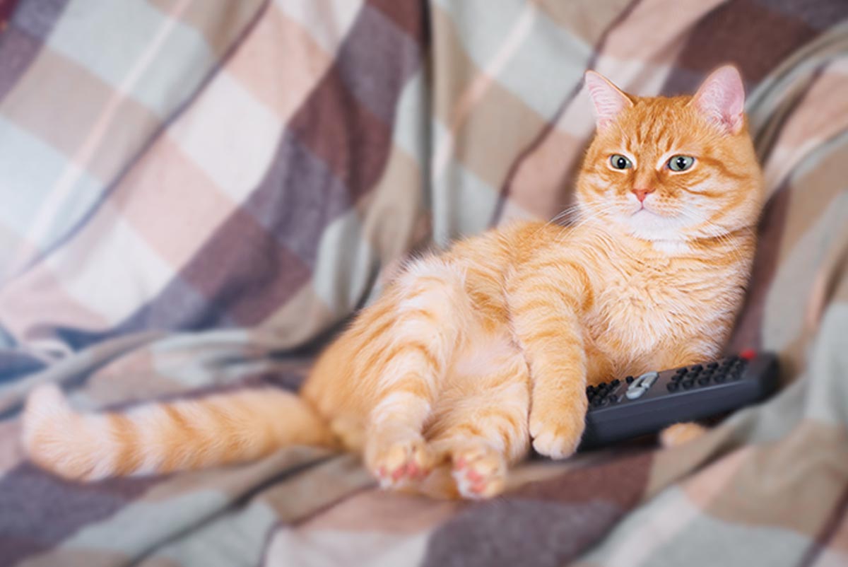 Find out how to choose a 'Movie to Watch with My Cat'