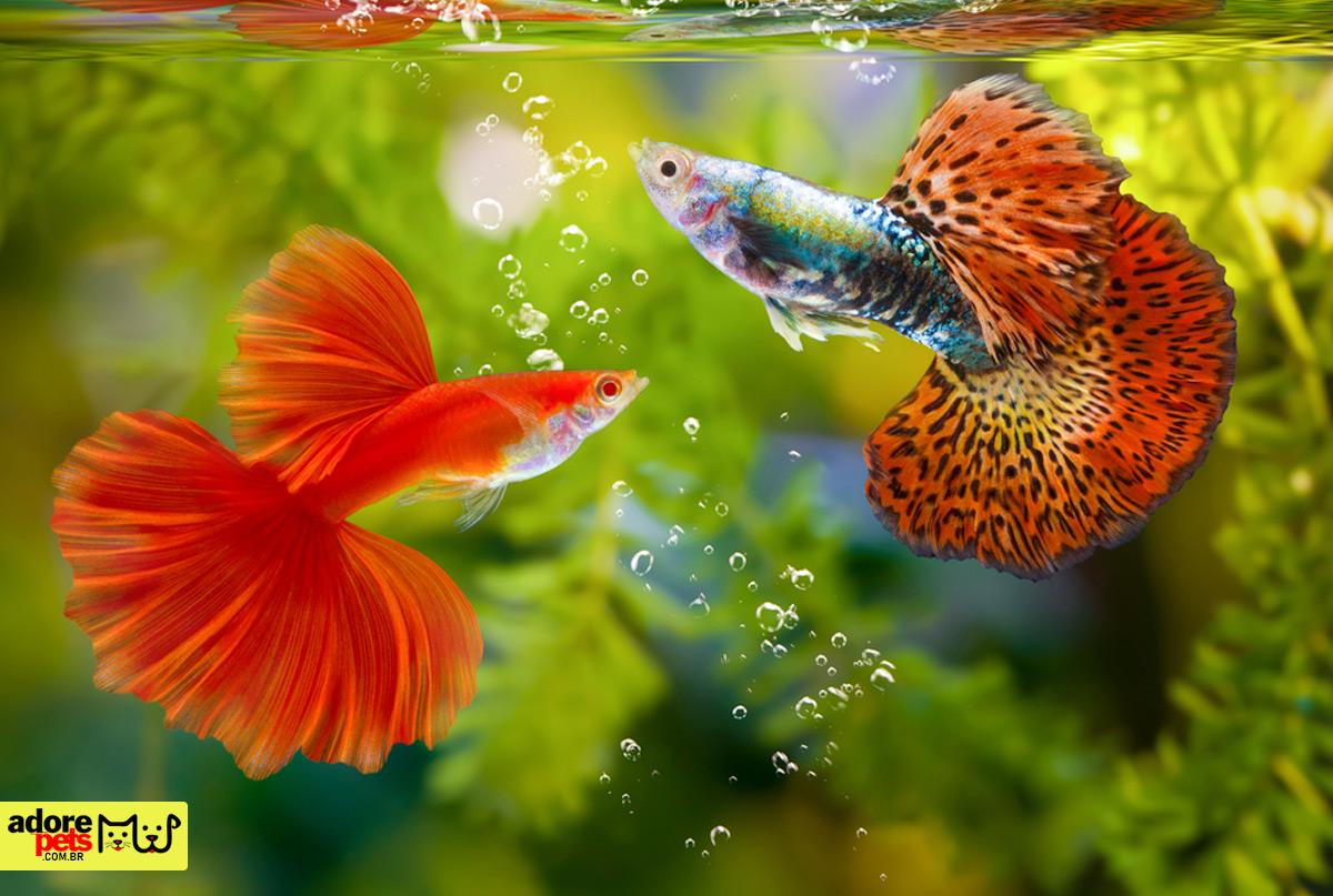 Peixes de Aquário: Os pets mais populares do mundo