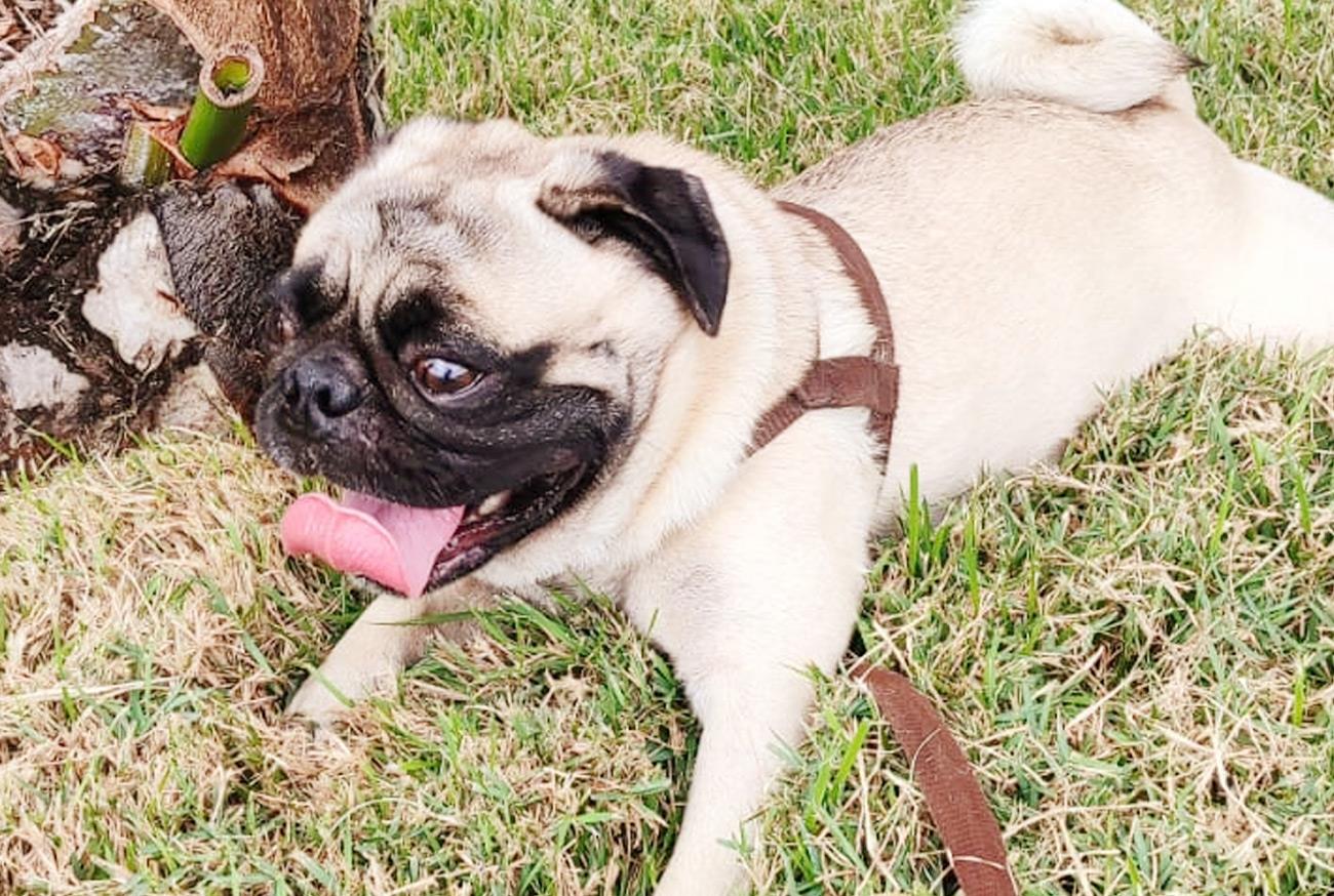 Mantenha a atenção e os cuidados com seu Pug no calor