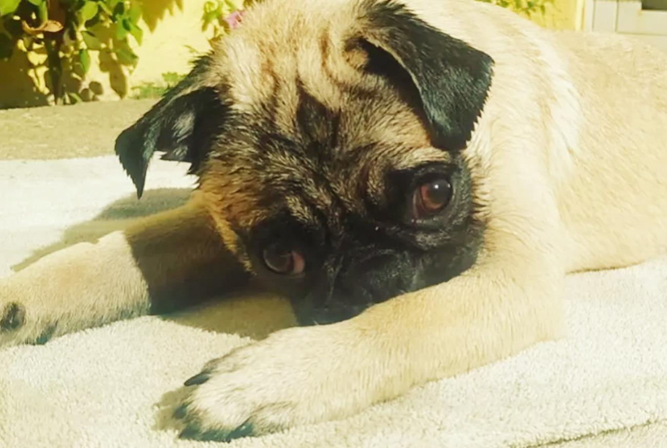 Pug no Calor