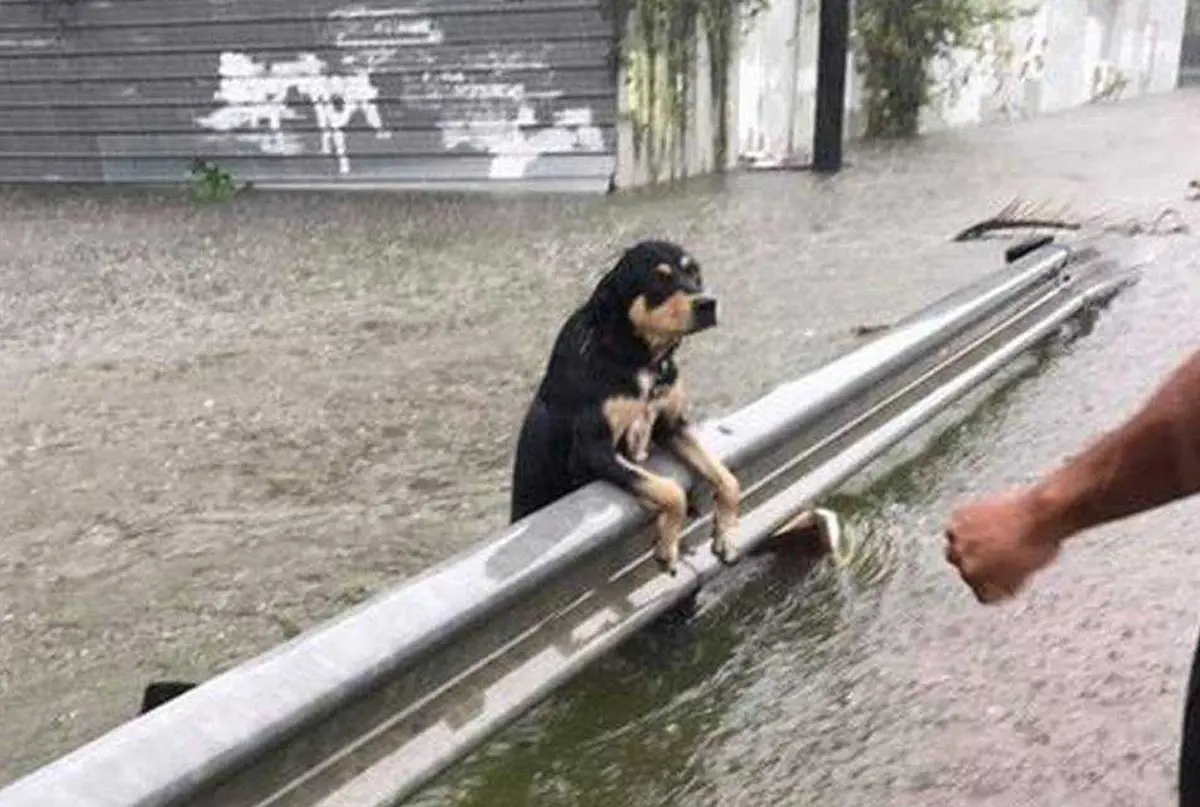 Clique para ler: DOE: A Situação dos Animais no SOS Rio Grande do Sul