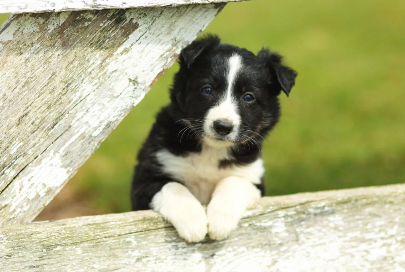 Cachorro inteligente: qual é a raça mais esperta do mundo?