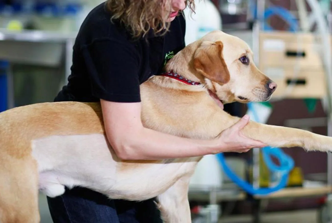 10 essential professions for pet care