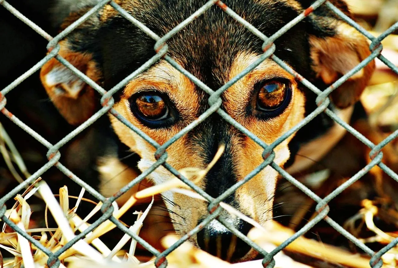 Animal Cruelty Law: Protection, Rights, and How to Report