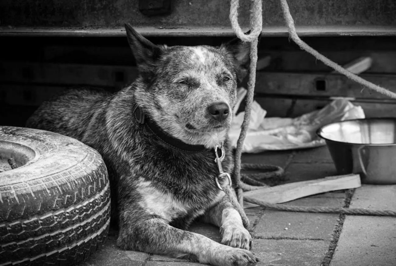 Lei de maus tratos aos animais: Proteção, direitos e como denunciar