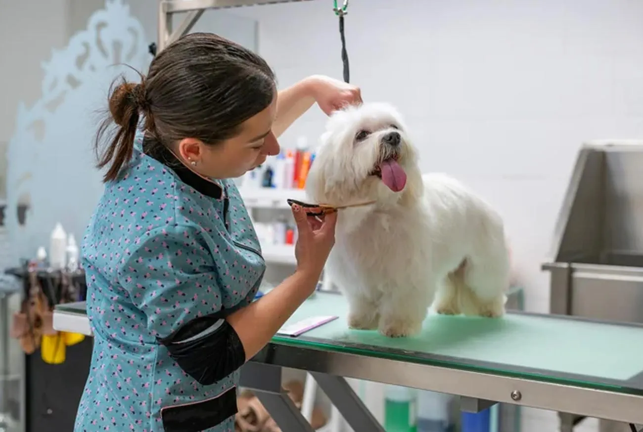 Discover the 10 Essential Professions for Pet Care