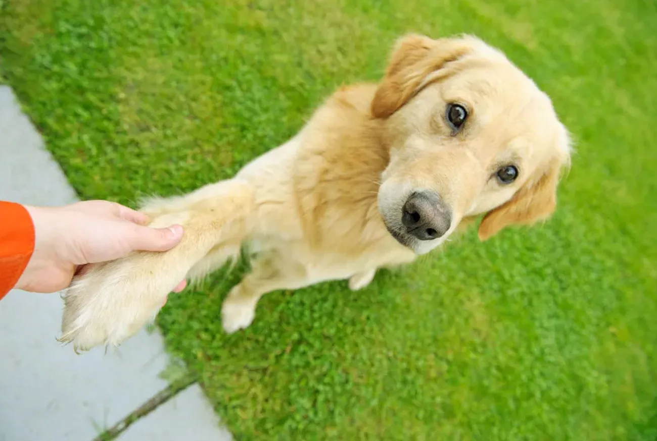 Adestrador de cães: conheça o trabalho por trás do treinamento