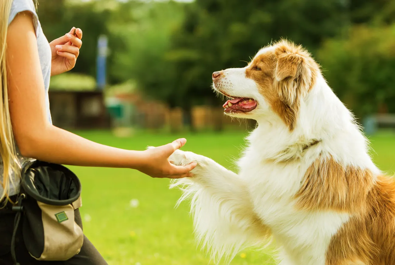 Adestrador de cães: conheça o trabalho por trás do treinamento