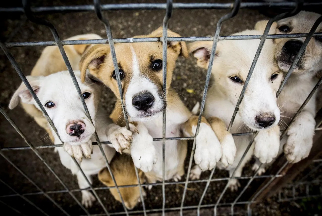 Comportamento do pet adotado: como criar laços duradouros